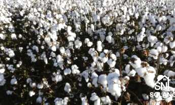 Imagem 7: FAZENDA COM FABRICA DE ÓLEOS VEGETAIS EM NOVA MUTU/ MT