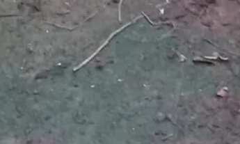 Imagem 6: SÍTIO 27,3 HECT. SADIA 2 Pego casa e veículo