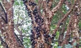 Imagem 6: SMDB Conjunto 28-A Lote 04 Terreno com 2.800 M2