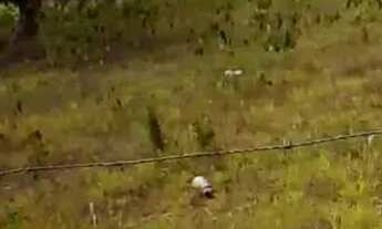 Imagem 2: Vende-se esse terreno com 8 tarefas com escritura passando o calçamento em frente