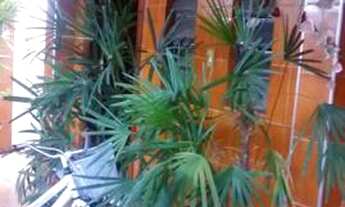 Imagem: Casa 3 quartos próximo ao centro