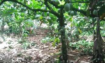 Imagem 5: Vendo uma a vista 10000 mil