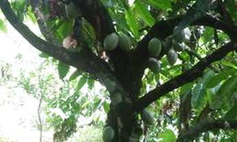 Imagem 6: Vendo uma a vista 10000 mil