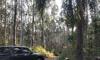 Imagem: Fazenda com plantação de eucaliptos