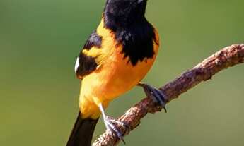 Imagem 6: Sitio Pronto. Lazer e Residência