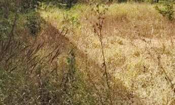 Imagem 4: LOTE 400 m2 RUA 03 26 de SETEMBRO