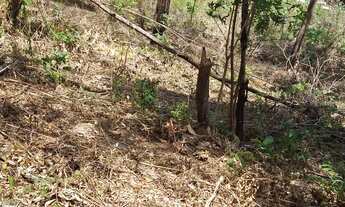 Imagem 4: Terreno a venda Chácara com venda por R$60.000
