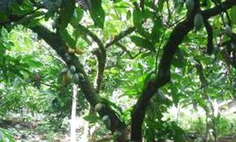 Imagem 7: Vendo uma a vista 10000 mil