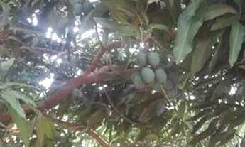 Imagem 5: CHÁCARA EM NOVA VENEZA COM ASFALTO NA PORTA