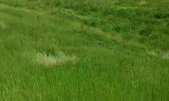 Imagem 7: Ótima fazenda em Mimoso do Sul - ES