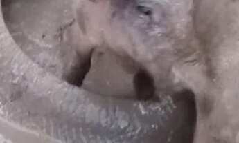 Imagem 4: SÍTIO 27,3 HECT. SADIA 2 Pego casa e veículo