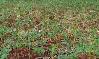 Imagem 7: Vendo chácara 3 mil metros Ponte alta Gama Aceita carro no negócio valor 150 mil c
