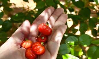 Imagem 3: Rancho frutífero no Monjolo