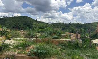 Imagem 6: Meio Lote Castanheira Santa Luzia