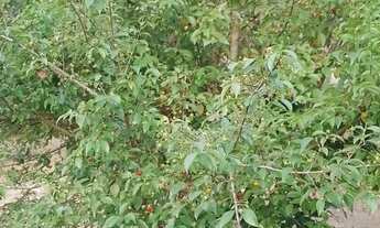 Imagem 6: Chácara à venda, LAGEADINHO, Ibiúna, SP