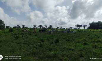 Imagem 2: 35alqueires com 28 alqueires de pasto prontos no Pará R$ 1.6 milhões