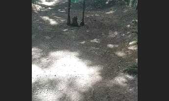 Imagem 6: Vendo chácara 250.000