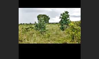 Imagem 3: Arrendamento Pastagens p Pecuaria/ Alcinópolis-MS