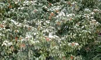 Imagem 2: Casa com 2 quartos 1 suíte