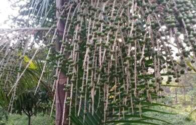 Imagem 9: Vendo ou troco por casa