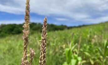 Imagem: Oportunidade em Ibiúna Terreno para Chácara