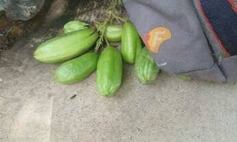 Imagem 3: 03) Terrenos (Proximo da Fabrica da Coca Cola em Varzea Grande-MT