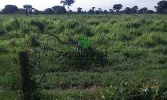 Imagem 5: Fazenda no Município de São Miguel do Araguaia - GO