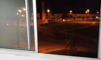 Imagem 6: Alugo Apartamento Ap - Riacho Fundo II - Ipê Amarelo