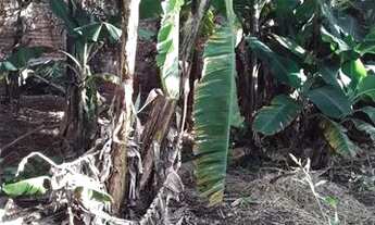 Imagem 3: Vendo excelente terreno