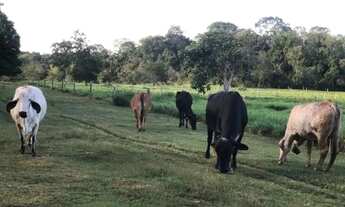 Imagem: Fazenda 22 hectares na Manuel Urbano 850.000