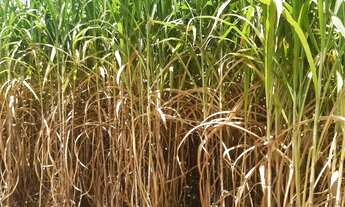 Imagem 5: OPORTUNIDADE ÚNICA!!! Fazendinha de 38 hectares as margens da BR a 12 km de Unaí MG