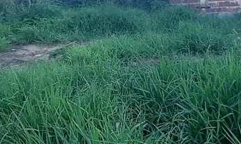 Imagem 3: Vendo / troco Lote samambaia