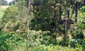 Imagem 3: Vendo chácara em Bocaiúva do Sul, 10.000 metros escriturada. Fica a 2 km da cidade
