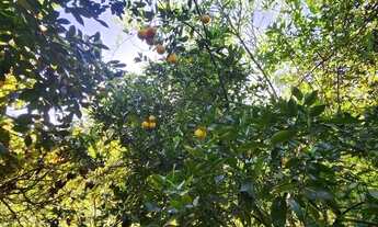 Imagem 6: Vendo terreno em Igarapé