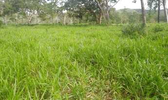 Imagem: Fazenda Sitio Chacara Roça Terra Gado Em