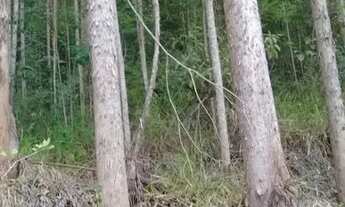 Imagem 1: Roça de eucalipto