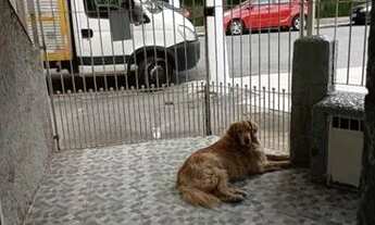 Imagem 3: São Paulo - Casa Padrão - Tatuapé