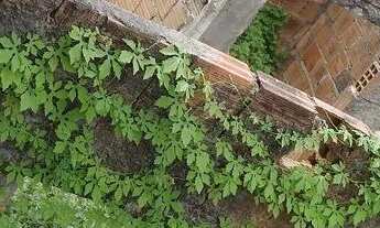 Imagem: Vendo terreno já repartido com paredes