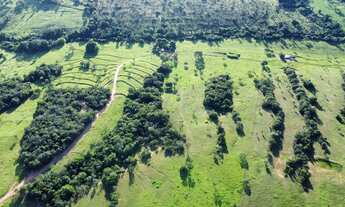 Imagem 7: Fazenda/Sítio/Chácara 7 alqueires,2 em caldas novas toda formada, planta tudo
