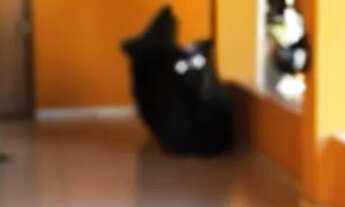 Imagem 6: CHACARA COM PISCINA