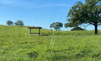 Imagem 4: Fazenda Modelo 310 Alqueires de Cultura