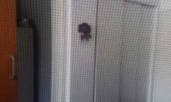 Imagem: AP0854 - Lindo Apartamento de 2 quartos