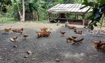 Imagem: Sítio top na Am010, Rio Preto da Eva com