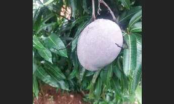 Imagem 3: Sítio Chácara com venda por R$195.000