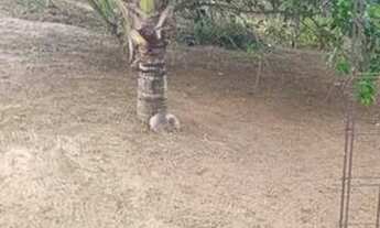 Imagem 3: Sitio Chácara com venda por R$87.000