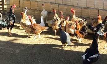 Imagem 6: Vende-se chácara alvorada Goiás