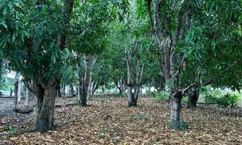 Imagem 6: Chácara Padre Bernardo Goiás