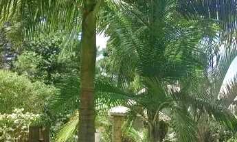 Imagem 4: Velleda oferece espetacular sítio todo arborizado com casa e piscina em Águas Claras