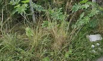 Imagem 3: EXCELENTE TERRENO NA MORADA DO VALE I COM ÁREA TOTAL DE 300m2