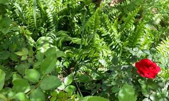 Imagem 6: Casa Santa Tereza para Carnaval com quintal